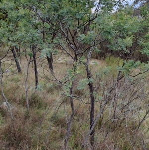 Acacia dealbata at Kambah, ACT - 20 Apr 2023 09:39 AM