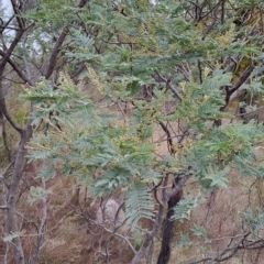 Acacia dealbata at Kambah, ACT - 20 Apr 2023 09:39 AM