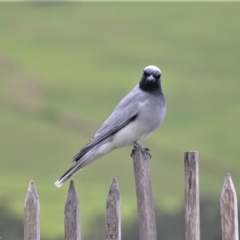 Coracina novaehollandiae (Black-faced Cuckooshrike) at Jamberoo, NSW - 19 Apr 2023 by plants