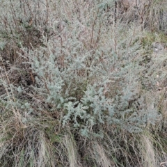 Leptospermum myrtifolium (Myrtle Teatree) at Kambah, ACT - 20 Apr 2023 by LPadg