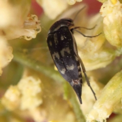 Mordella dumbrelli (Dumbrell's Pintail Beetle) at O'Connor, ACT - 24 Feb 2023 by ConBoekel