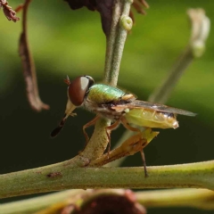 Odontomyia decipiens (Green Soldier Fly) at O'Connor, ACT - 24 Feb 2023 by ConBoekel