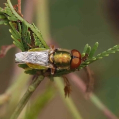 Odontomyia decipiens at O'Connor, ACT - 24 Feb 2023