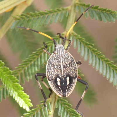 Poecilometis strigatus (Gum Tree Shield Bug) at O'Connor, ACT - 24 Feb 2023 by ConBoekel
