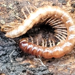 Unverified Millipede (Diplopoda) at Birdwood, SA - 20 Apr 2023 by trevorpreston
