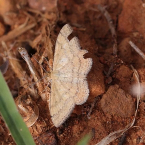 Scopula rubraria at O'Connor, ACT - 24 Feb 2023