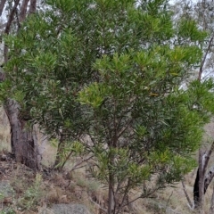 Acacia longifolia (Sydney Golden Wattle) at Kambah, ACT - 20 Apr 2023 by LPadg