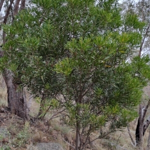 Acacia longifolia at Kambah, ACT - 20 Apr 2023