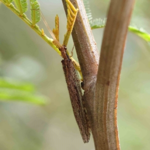 Oedosmylus tasmaniensis at O'Connor, ACT - 24 Feb 2023