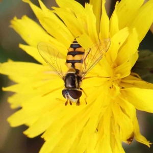 Simosyrphus grandicornis at O'Connor, ACT - 24 Feb 2023 11:52 AM