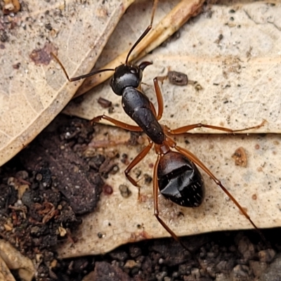 Unidentified Ant (Hymenoptera, Formicidae) at Birdwood, SA - 19 Apr 2023 by trevorpreston