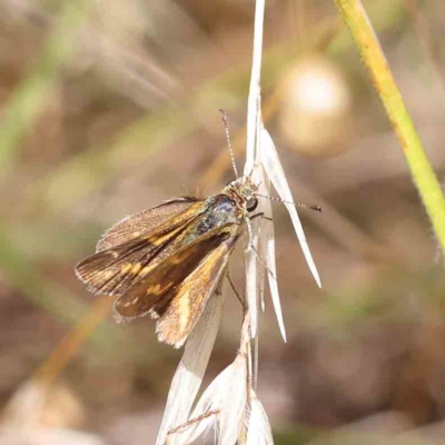 Taractrocera papyria (White-banded Grass-dart) at O'Connor, ACT - 24 Feb 2023 by ConBoekel