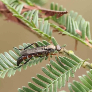 Taenogerella elizabethae at O'Connor, ACT - 24 Feb 2023