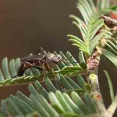 Taenogerella elizabethae at O'Connor, ACT - 24 Feb 2023