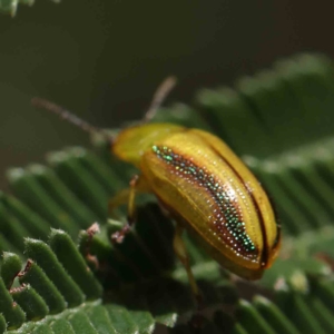 Calomela juncta at O'Connor, ACT - 24 Feb 2023 12:12 PM