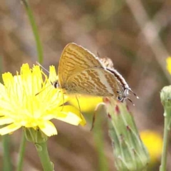 Lampides boeticus (Long-tailed Pea-blue) at O'Connor, ACT - 24 Feb 2023 by ConBoekel