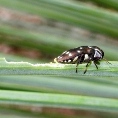 Diphucrania duodecimmaculata (12-spot jewel beetle) at ANBG - 19 Apr 2023 by HelenCross