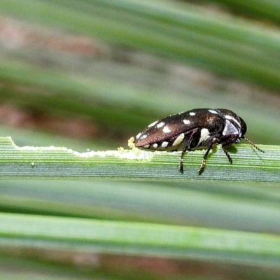 Diphucrania duodecimmaculata (12-spot jewel beetle) at ANBG - 19 Apr 2023 by HelenCross