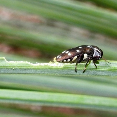 Diphucrania duodecimmaculata (12-spot jewel beetle) at Acton, ACT - 20 Apr 2023 by HelenCross