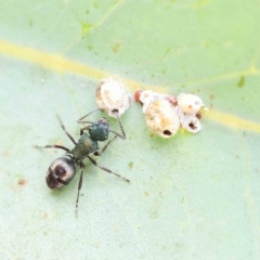 Polyrhachis hookeri (Spiny ant) at O'Connor, ACT - 24 Feb 2023 by ConBoekel