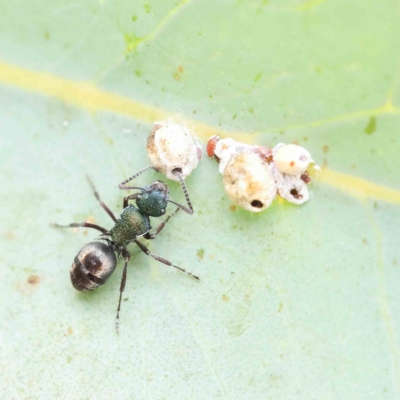 Polyrhachis hookeri (Spiny ant) at Dryandra St Woodland - 24 Feb 2023 by ConBoekel