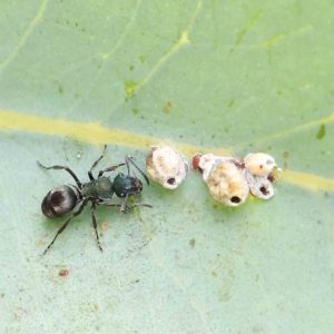 Polyrhachis hookeri at O'Connor, ACT - 24 Feb 2023