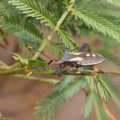 Mictis profana (Crusader Bug) at O'Connor, ACT - 24 Feb 2023 by ConBoekel