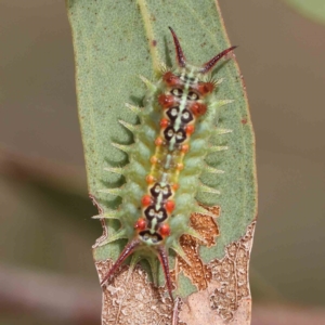 Doratifera quadriguttata at O'Connor, ACT - 24 Feb 2023