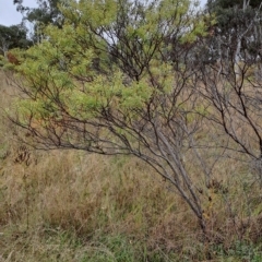 Acacia rubida (Red-stemmed Wattle, Red-leaved Wattle) at Kambah, ACT - 20 Apr 2023 by LPadg