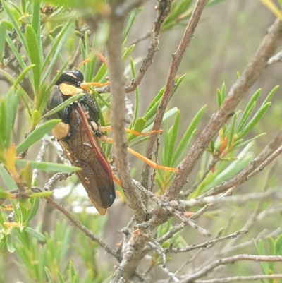 Perga affinis (Large Green Sawfly) at Wamboin, NSW - 28 Jan 2023 by Peterd