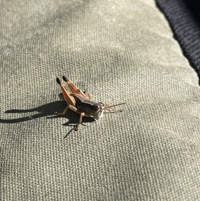 Phaulacridium vittatum (Wingless Grasshopper) at Gibraltar Pines - 19 Apr 2023 by JaneR