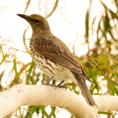 Oriolus sagittatus (Olive-backed Oriole) at Dunlop, ACT - 20 Apr 2023 by Thurstan