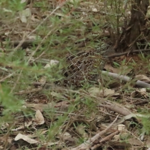 Turnix varius at Stromlo, ACT - 20 Apr 2023