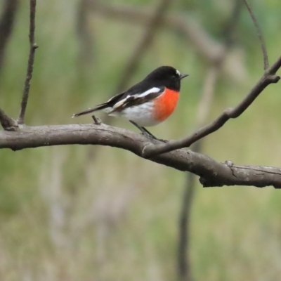 Petroica boodang (Scarlet Robin) at Stromlo, ACT - 20 Apr 2023 by BenW