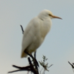 Bubulcus coromandus (Eastern Cattle Egret) at West Belconnen Pond - 20 Apr 2023 by Thurstan