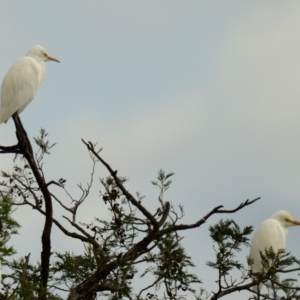 Bubulcus coromandus at Dunlop, ACT - 20 Apr 2023