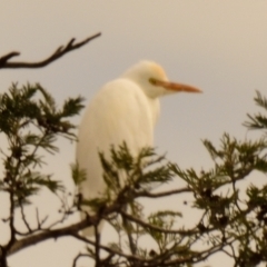 Bubulcus coromandus at Dunlop, ACT - 20 Apr 2023