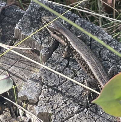 Eulamprus tympanum (Southern Water Skink) at Namadgi National Park - 19 Apr 2023 by JaneR