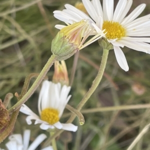 Brachyscome aculeata at Tennent, ACT - 19 Apr 2023