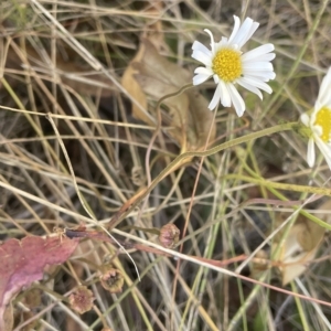 Brachyscome aculeata at Tennent, ACT - 19 Apr 2023