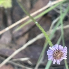 Lagenophora stipitata (Common Lagenophora) at Namadgi National Park - 19 Apr 2023 by JaneR