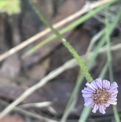 Lagenophora stipitata (Common Lagenophora) at Cotter River, ACT - 19 Apr 2023 by JaneR