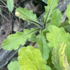 Lagenophora stipitata at Cotter River, ACT - 19 Apr 2023 02:58 PM