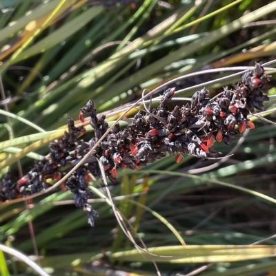 Gahnia subaequiglumis (Bog Saw-sedge) at Gibraltar Pines - 19 Apr 2023 by JaneR