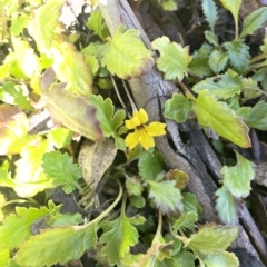 Goodenia hederacea subsp. alpestris at Tennent, ACT - 19 Apr 2023 by JaneR