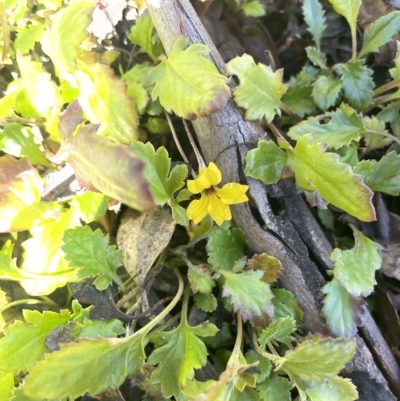 Goodenia hederacea subsp. alpestris at Tennent, ACT - 19 Apr 2023 by JaneR