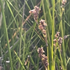 Lepidosperma laterale at Paddys River, ACT - 19 Apr 2023 03:23 PM