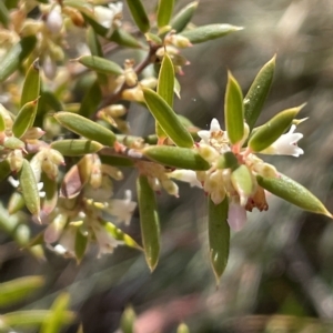 Monotoca scoparia at Paddys River, ACT - 19 Apr 2023