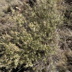 Monotoca scoparia at Paddys River, ACT - 19 Apr 2023