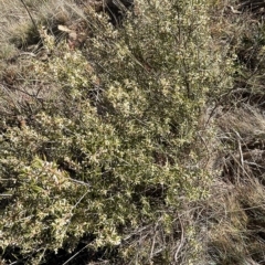 Monotoca scoparia at Paddys River, ACT - 19 Apr 2023 09:40 AM